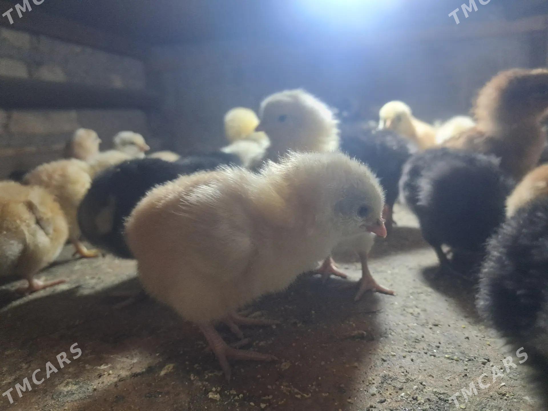 jüýje - Кёнеургенч - img 1