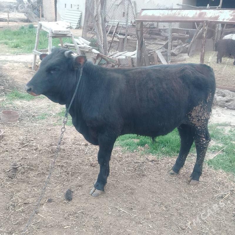 Okuz - Байрамали - img 1