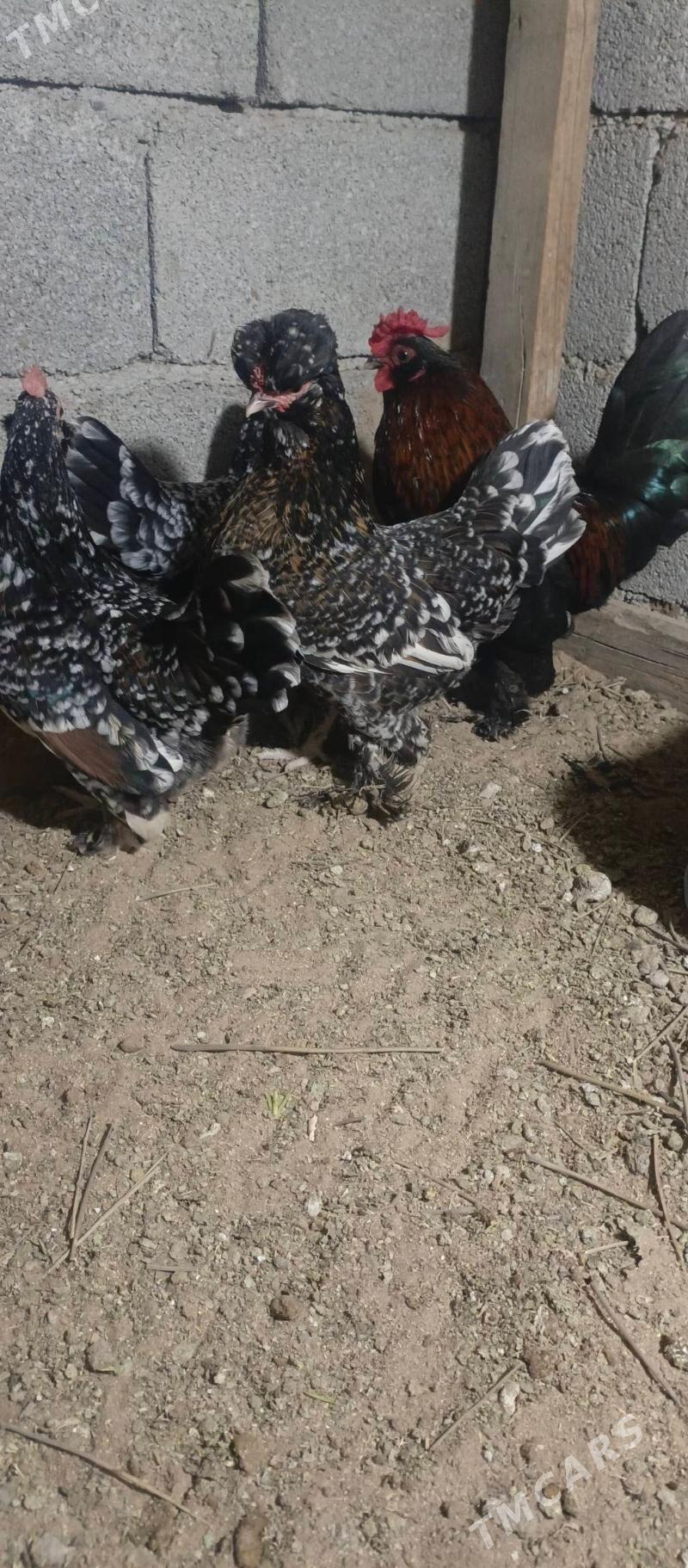 karlik - Büzmeýin - img 1