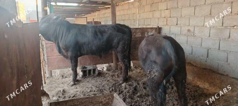 Okuz - Balkanabat - img 1