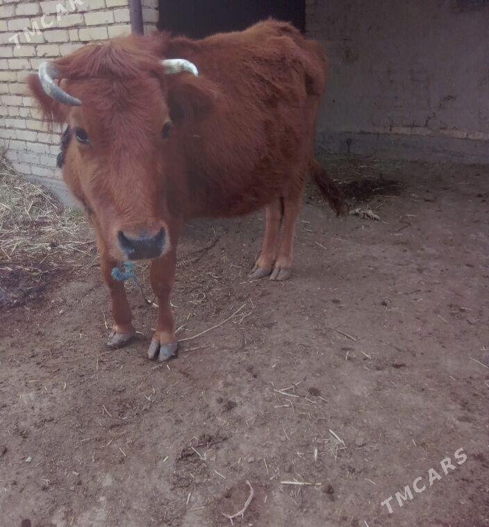 Ýetik bogaz sygyr - Байрамали - img 1