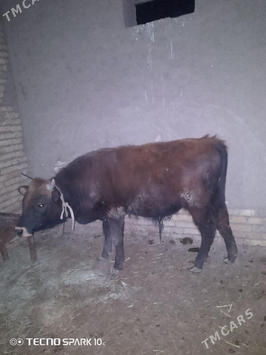 Öküz - Baýramaly - img 1