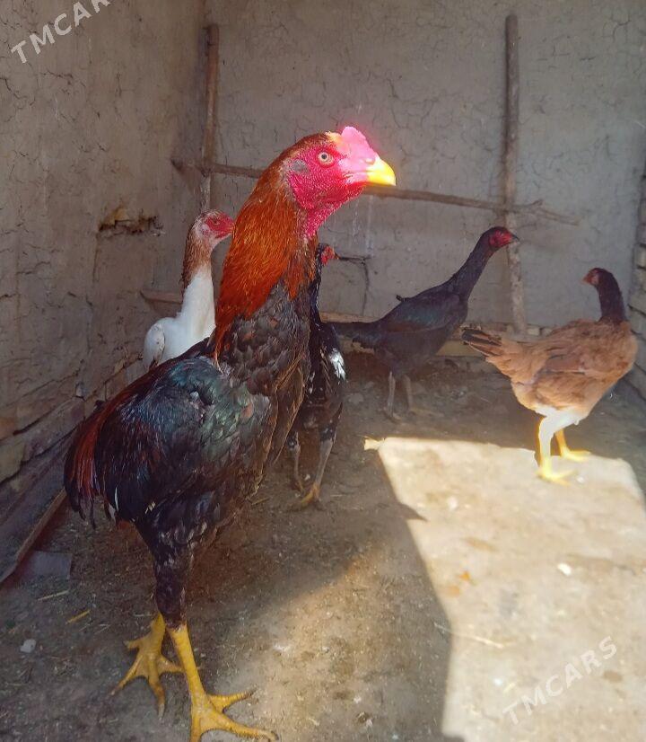 Bayes ýumurtga - Байрамали - img 1