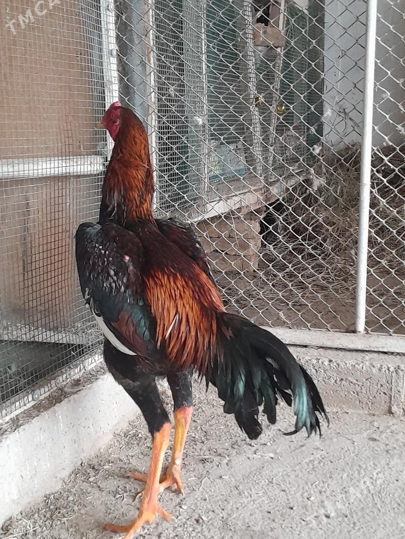 horaz - Mary - img 1