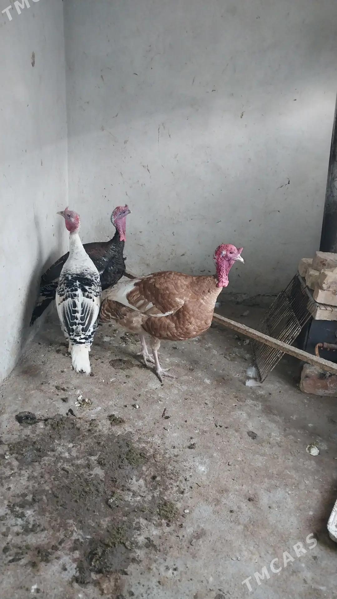 induk horaz - Tejen - img 1