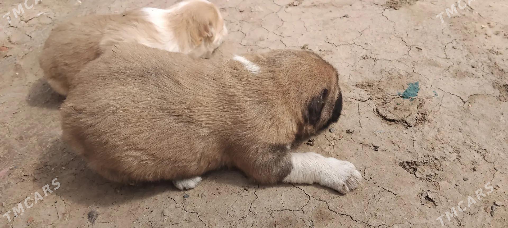 turkmen alabayy - Теджен - img 1