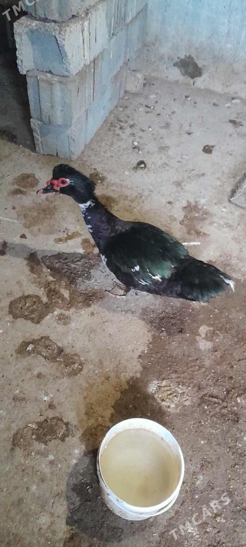 ordek - Кака - img 1