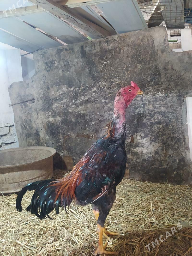 türk jüýje - Daşoguz - img 1