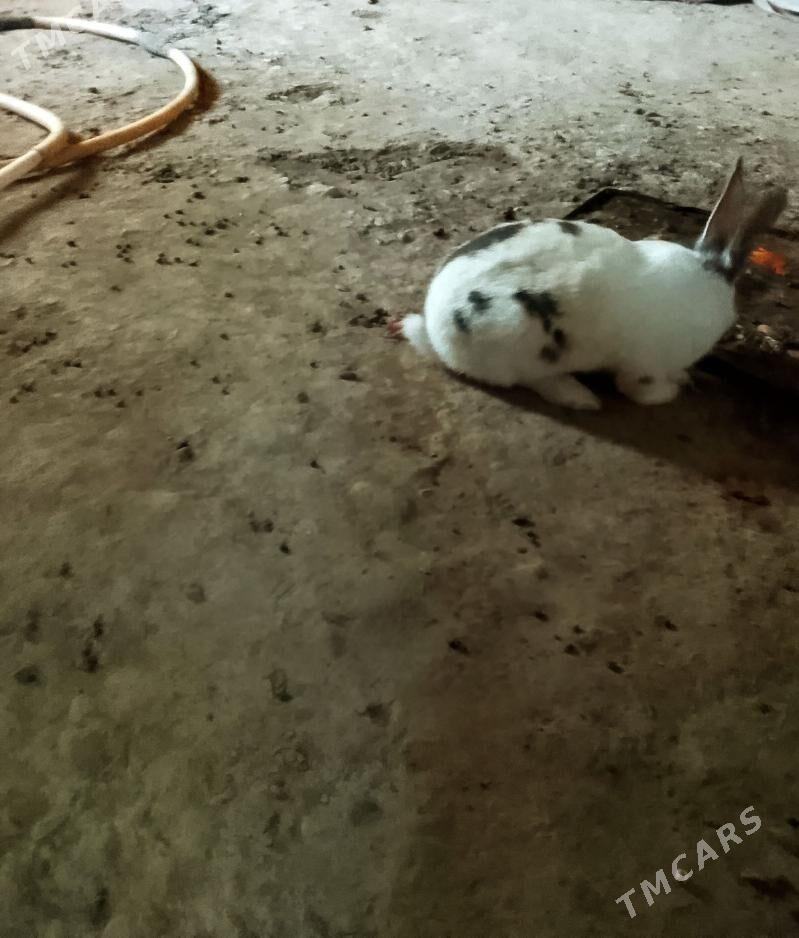 towsan - Köneürgenç - img 1