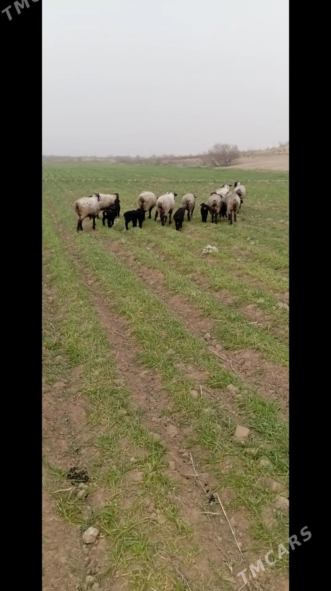 Guzly goyun - Ak bugdaý etraby - img 1