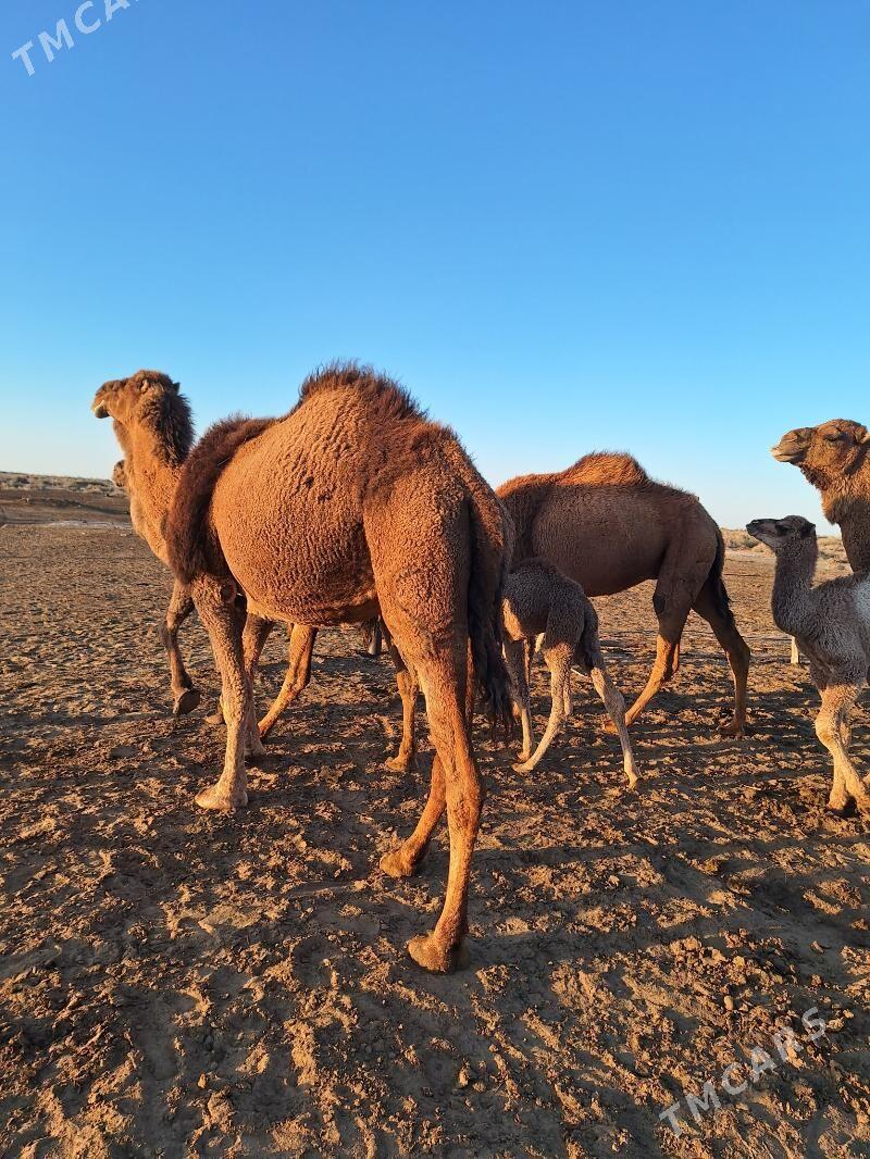 Саглык дуелер - Чарджоу - img 1