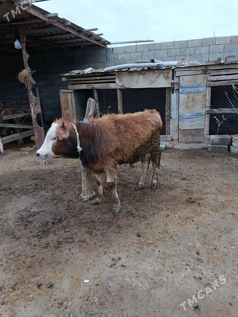 2 okuz - Бахарден - img 1