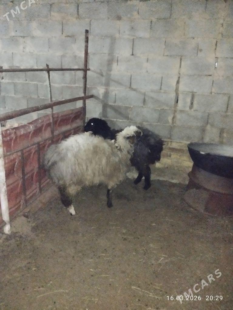 Goyun - Aşgabat - img 1