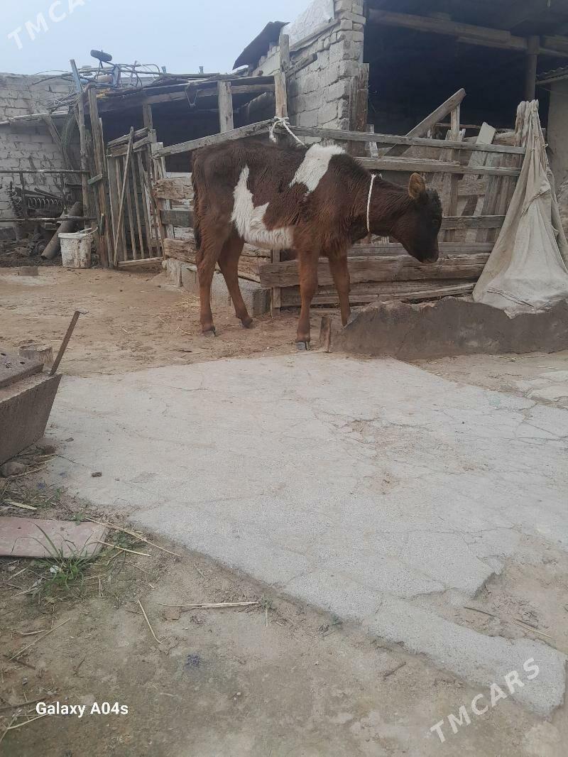 Tuwe - Köşi - img 1