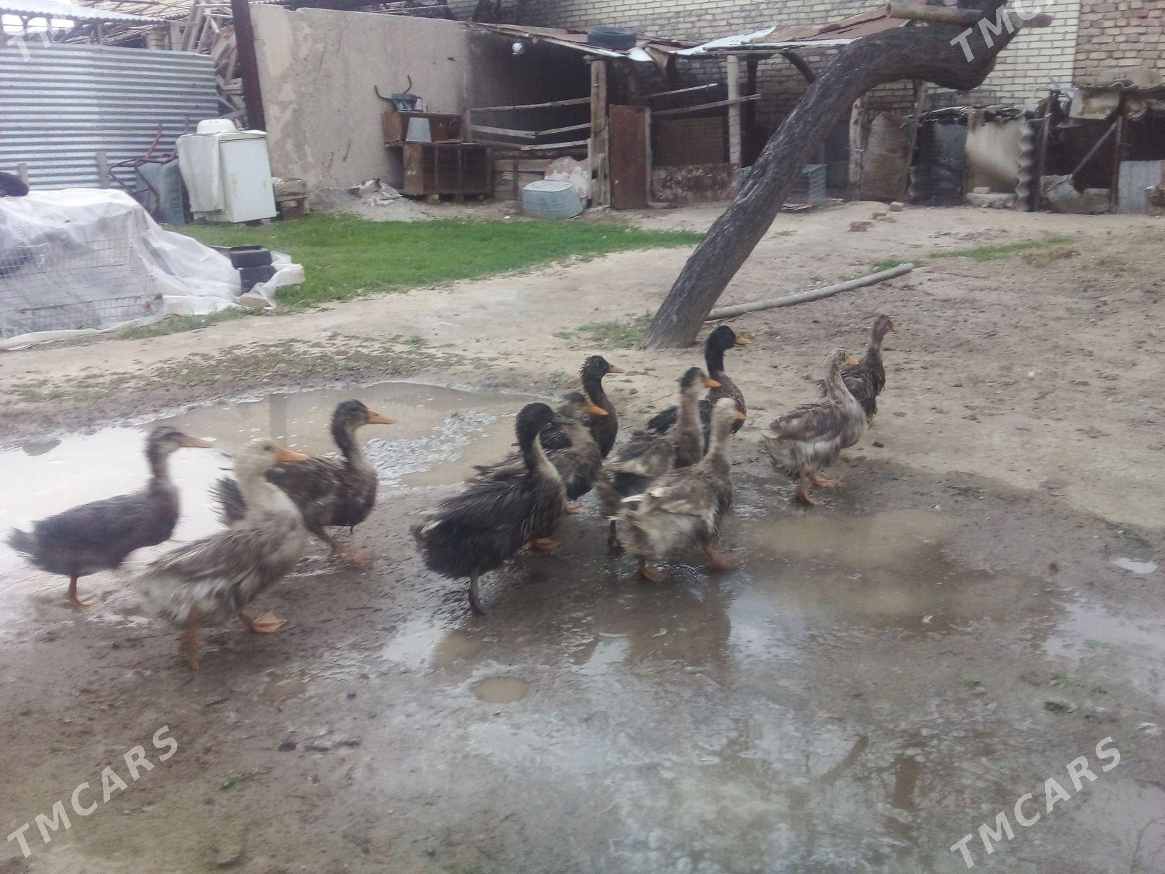 ordek - Мары - img 1