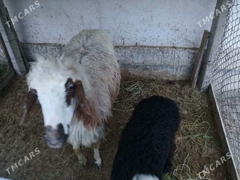 goyun - Гёкдепе - img 1