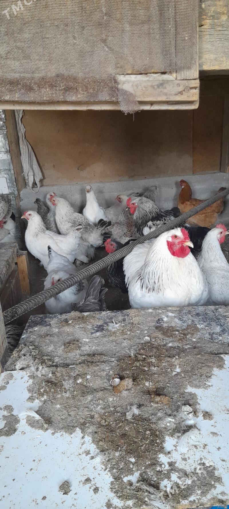 товук - Gökdepe - img 1