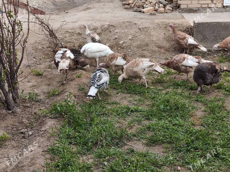 induk - Çärjew - img 1