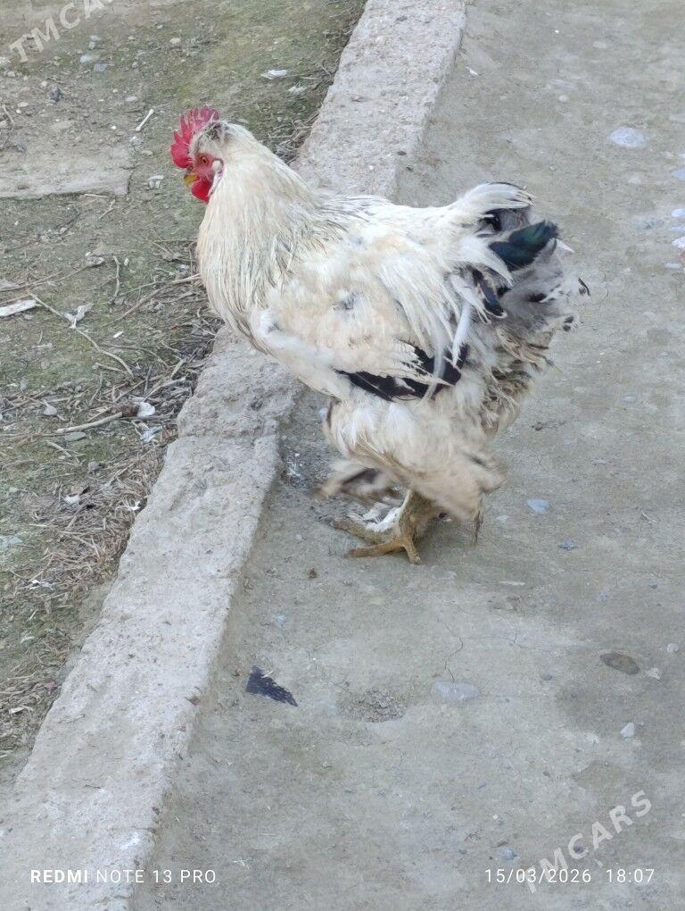 Brama horaz - Ak bugdaý etraby - img 1