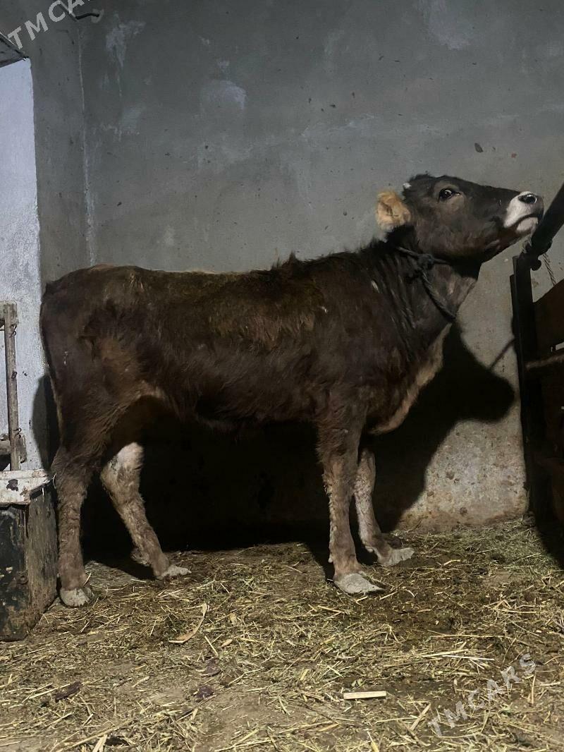 tohum tuwe - Bäherden - img 1