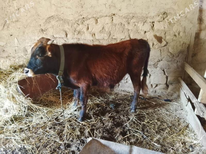 Öküz - Махтумкули - img 1