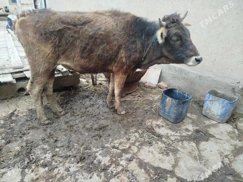 boğaz sygyr - Tejen - img 1