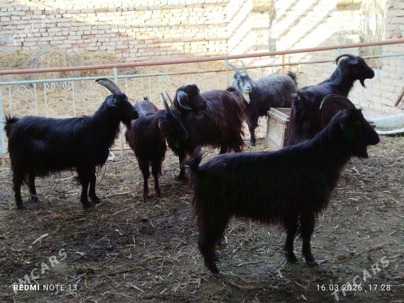 bogaz geciler - Чарджоу - img 1