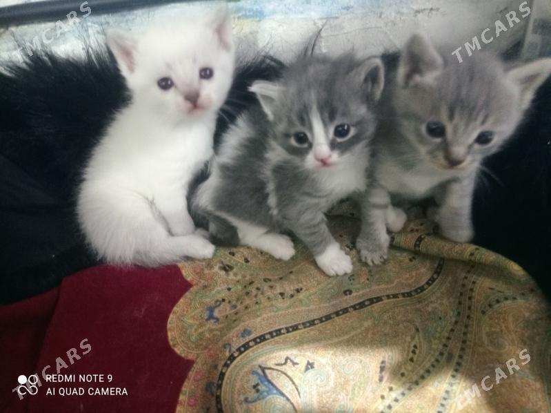 Şatlandýa Tohum Paroda Pişik - Бедев - img 1