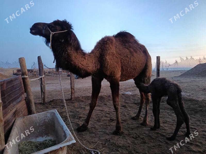 Kosekli duye - Jebel - img 1