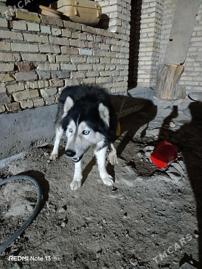 Haski - Çärjew - img 1