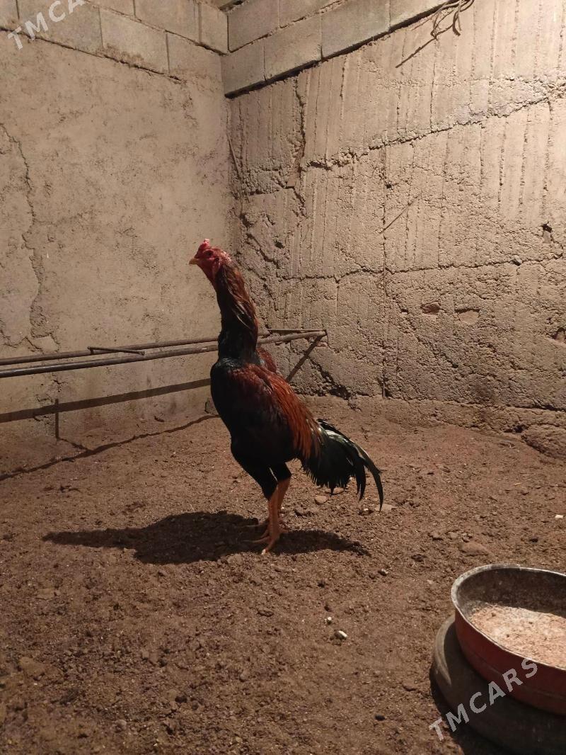 Taşkent Horaz - Gökdepe - img 1