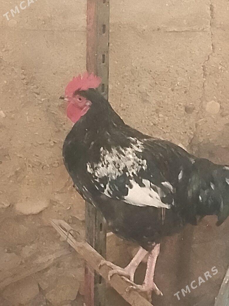 yasajyk horaz - Балканабат - img 1