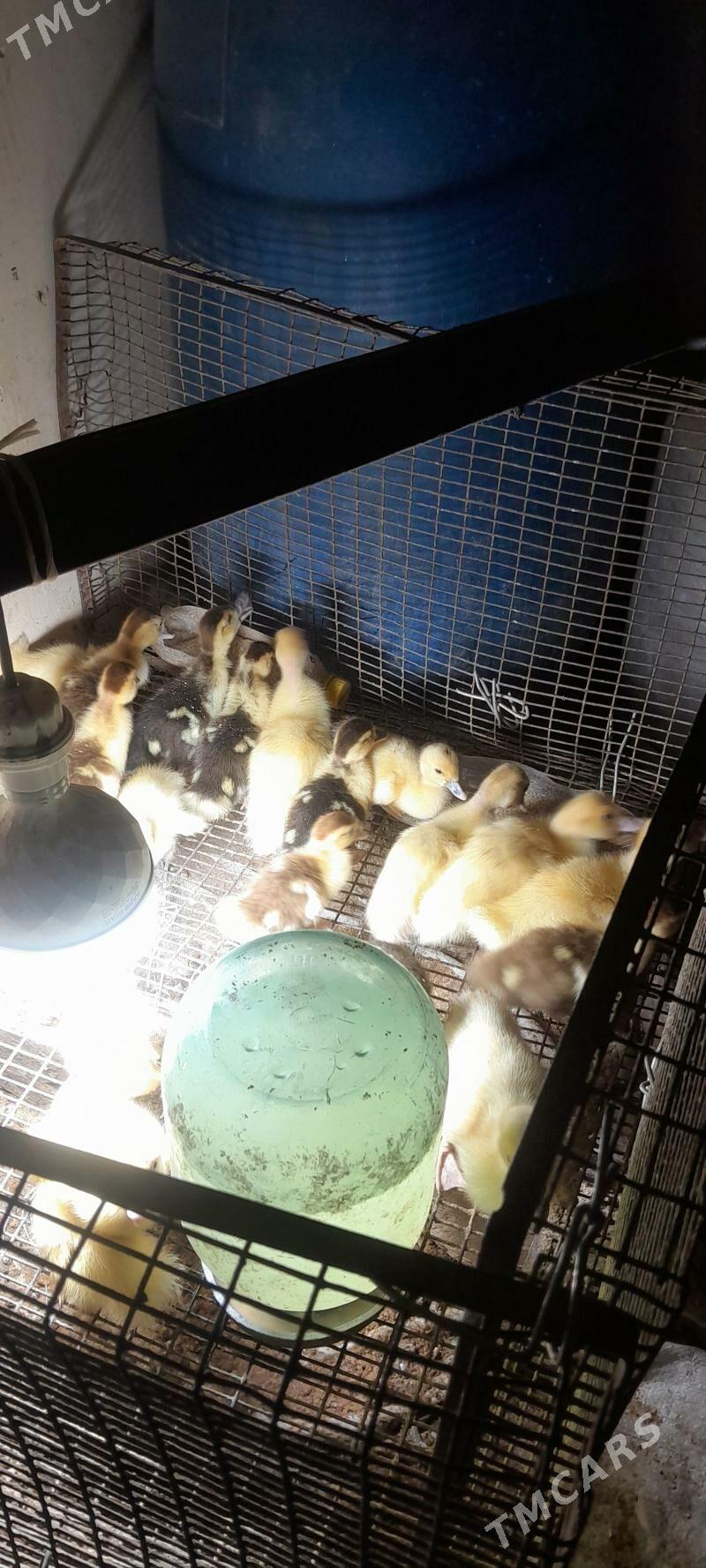 ordek jüje - Türkmenabat - img 1