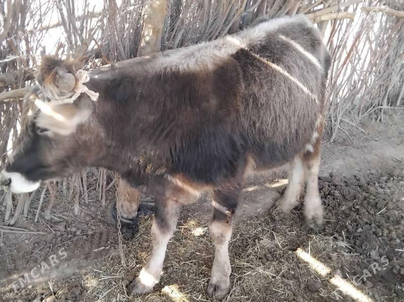 OKUZ - Бабадайхан - img 1