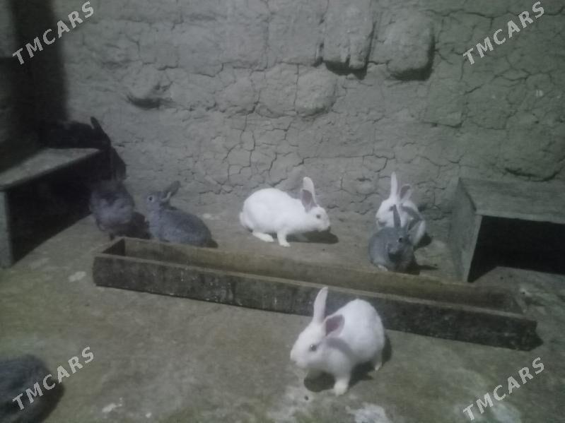 Towsan - Гёкдепе - img 1