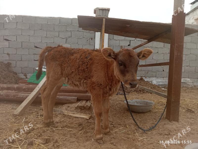 Göleli Sygyr - Чоганлы - img 1