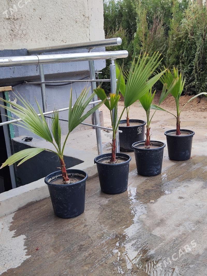 Palma Палма - Ашхабад - img 1