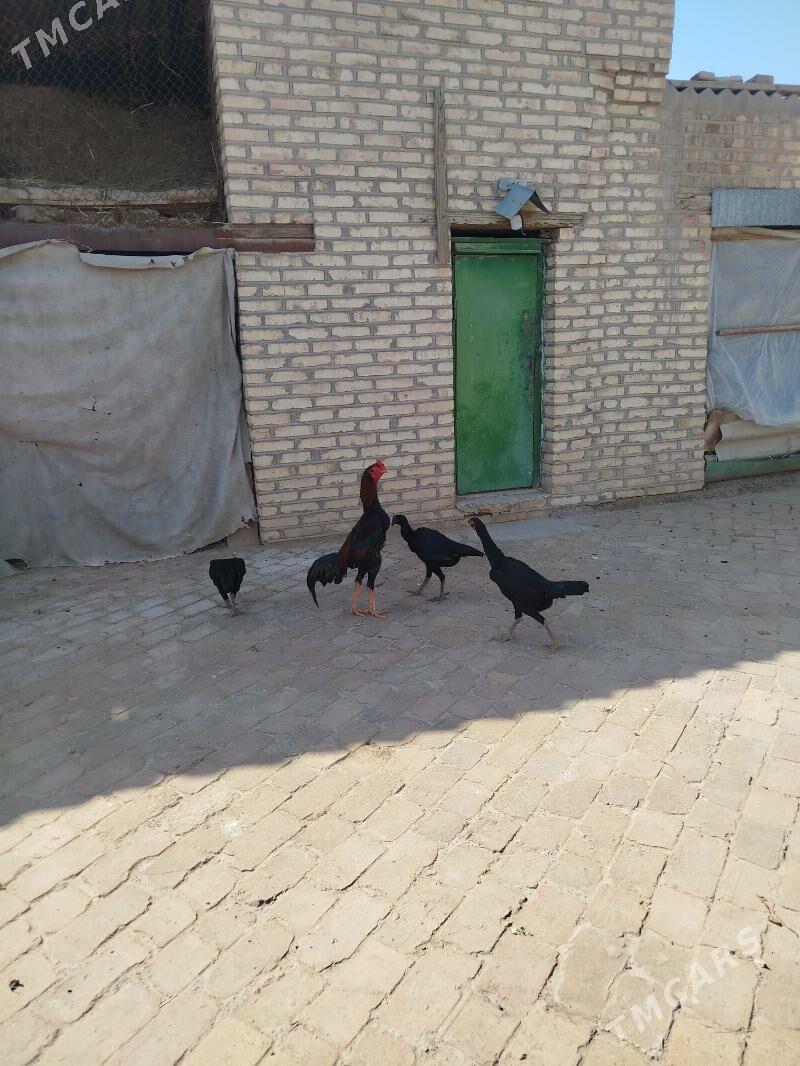 Horaz - Мары - img 1