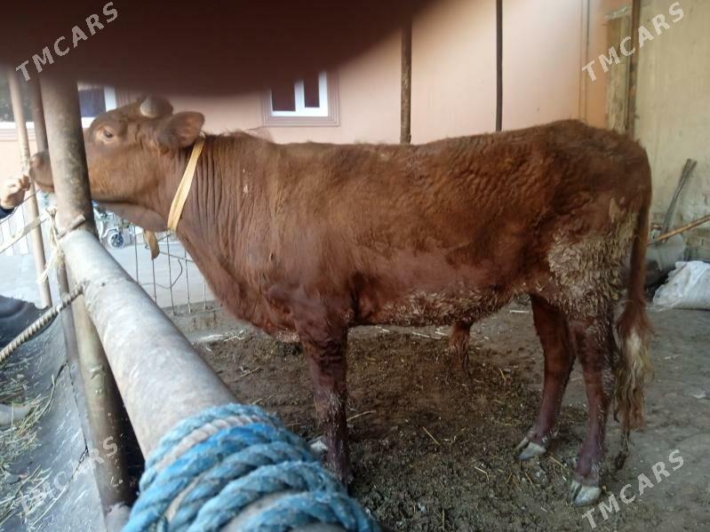 4 sany öküz - Türkmenabat - img 1