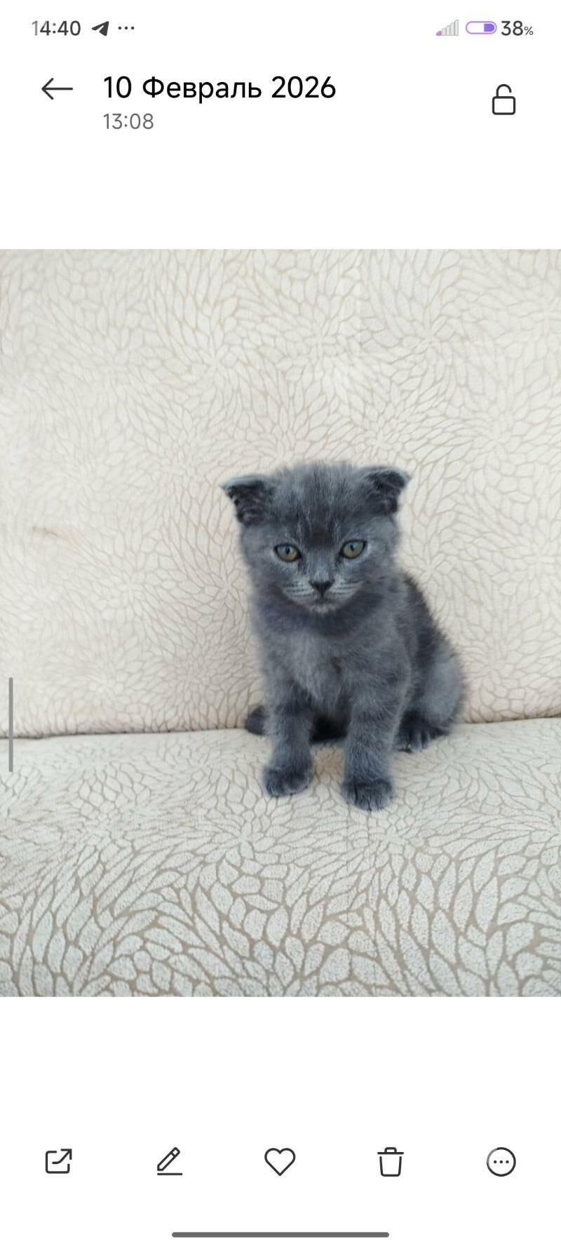 шотландский котёнок - Baýramaly - img 1