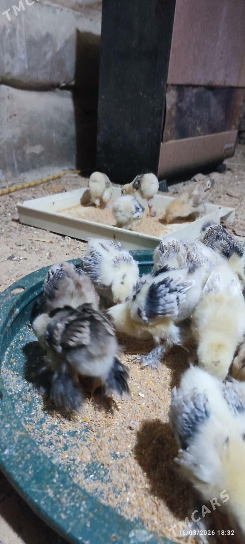 balgar we prastoy juyje - Kaka - img 1