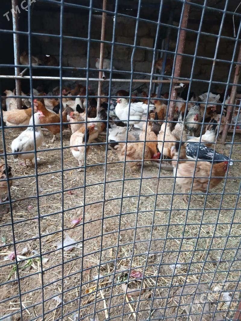 tovik - Çoganly - img 1