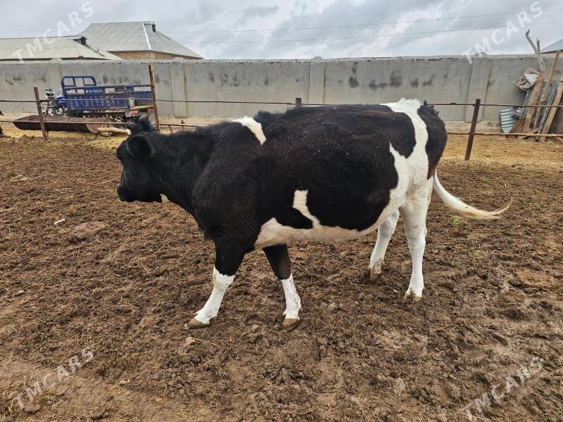 sygyr - Ёлётен - img 1