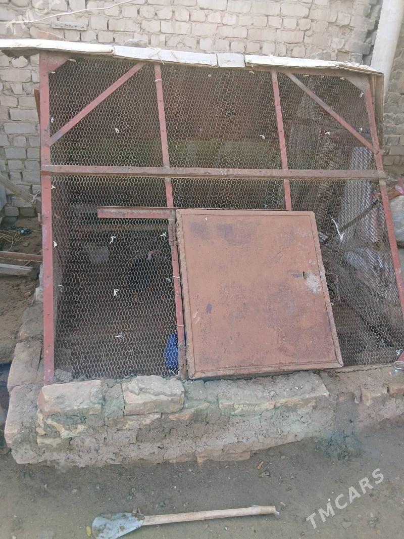 towuk ketek - Ýaşlyk - img 1