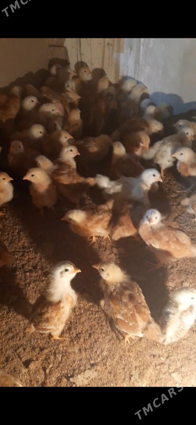 juyje - Шабатский этрап - img 1