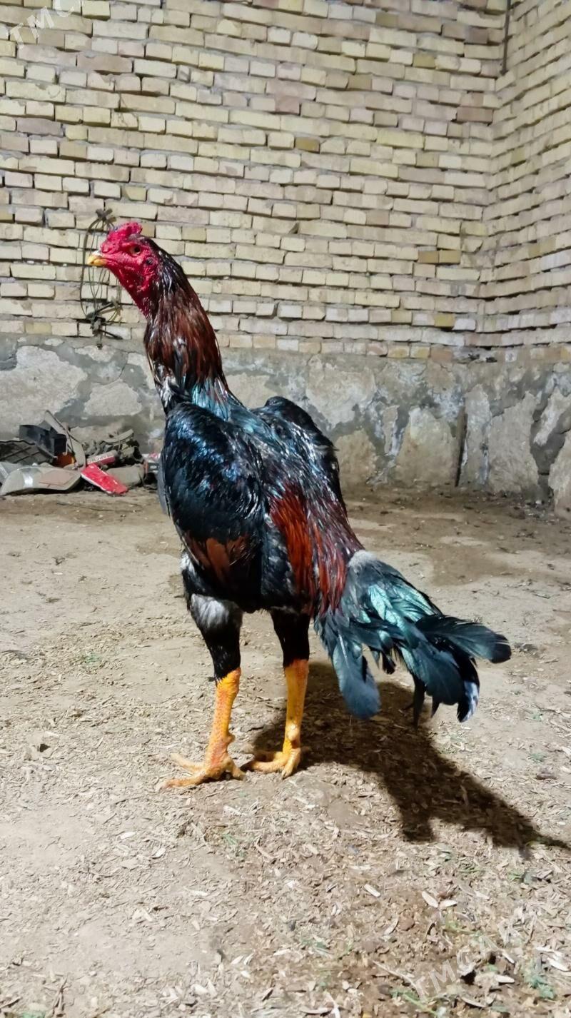 horaz - Керки - img 1