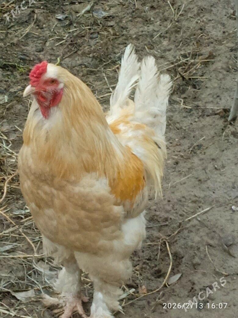 ORGİNAL BRAHMA TOWUKLARY, - Губадаг - img 1