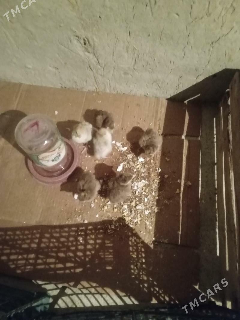 induk. jùje. - Бахарден - img 1