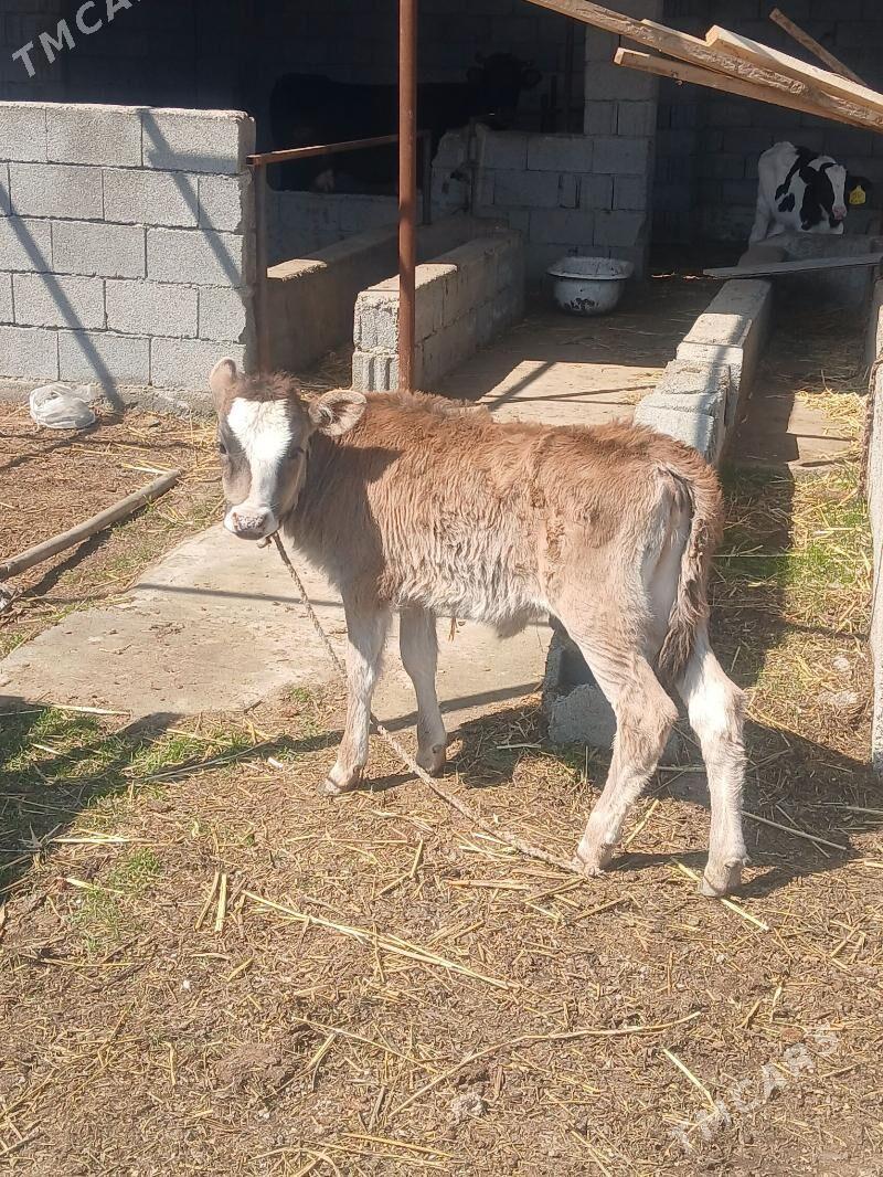 TUWE - Gökdepe - img 1