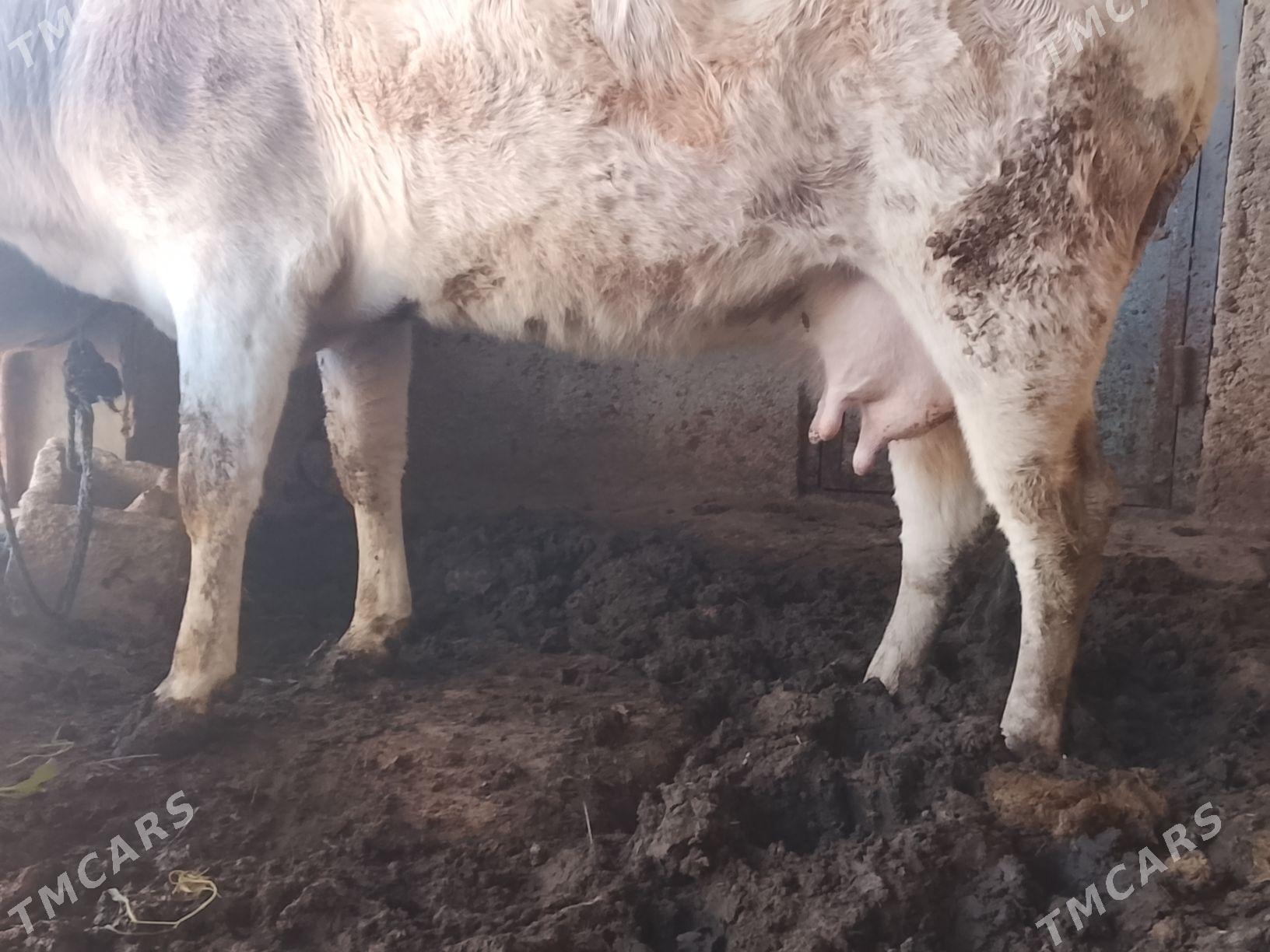 Göleli sygyr - Гызыларбат - img 1